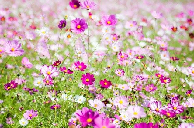 白やピンクのコスモスの花畑
